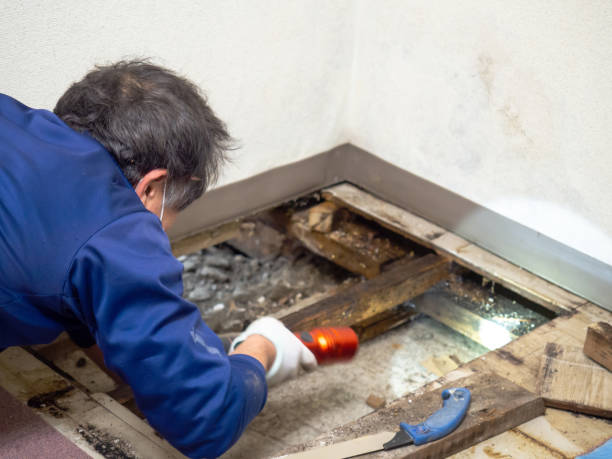 Best Fast Mold Removal  in Prairie Grove, IL