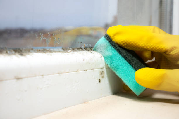 Best Black Mold Removal  in Prairie Grove, IL