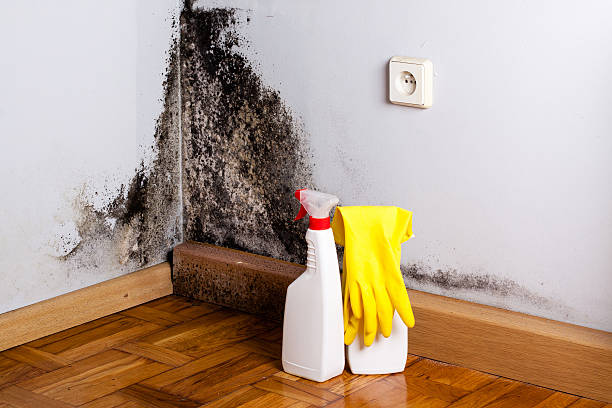 Mold Removal Process in Prairie Grove, IL