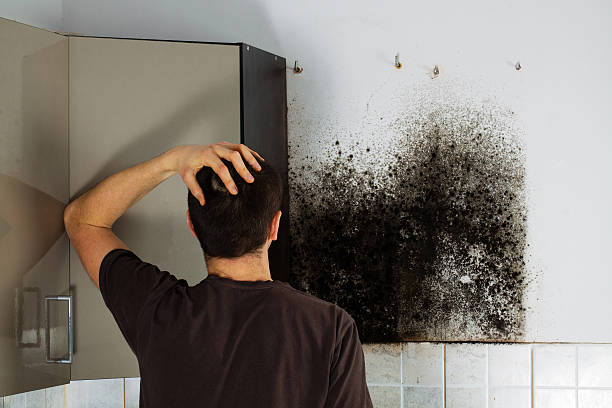 Professional Mold Removal in Prairie Grove, IL